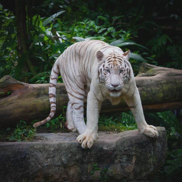 <Бенгальский тигр>